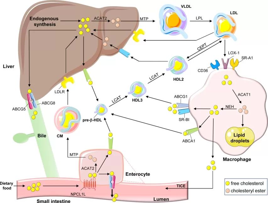 Regulation of cholesterol transport showing lipoprotein pathways, LDL receptor, and PCSK9 mechanisms